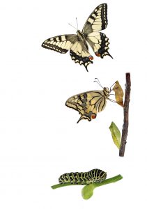 Butterfly Metamorphosis